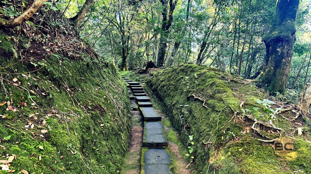 幻想的な森の中の石段